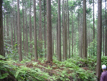 馬越峠の石畳（三重県・海山町）