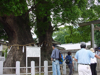 尾鷲神社の夫婦大楠