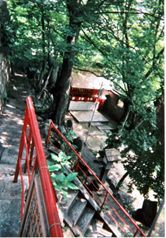 白菊・千年・常高神社